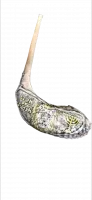 Large silver-plated rum shofar lion of Judah