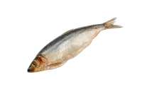 Сельдь--слабой-соли