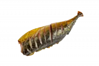 Скумбрия-подкопченная-ву