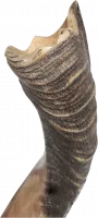 Kudu shofar with crown-shaped finish_2