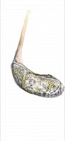 Large silver-plated rum shofar lion of Judah