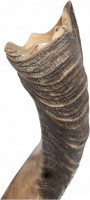 Kudu shofar with crown-shaped finish_2