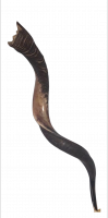 Shofar with grooves,special, luxurious, handmade, for collectors_1